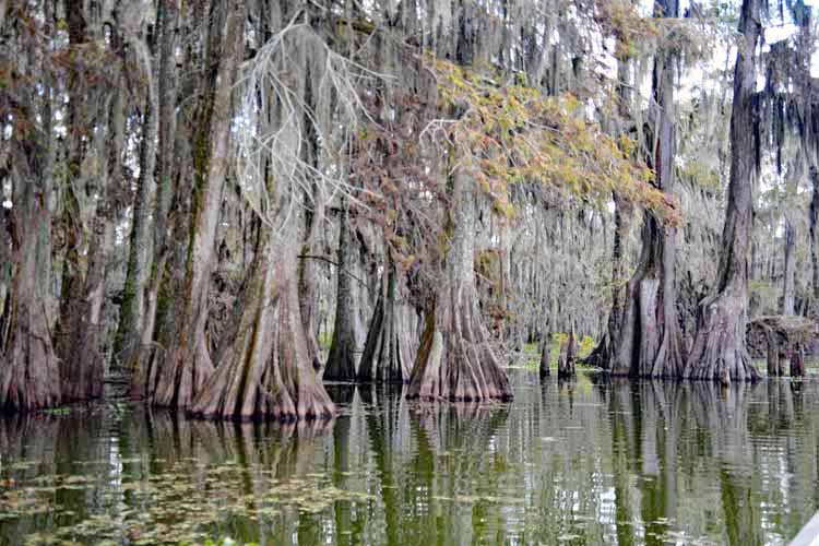 swamp scenic